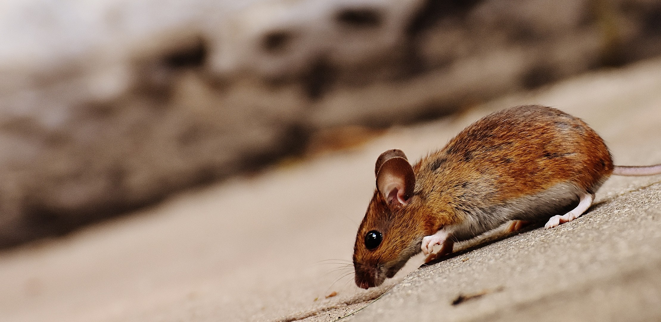 How To Catch A Mouse  Do-It-Yourself Pest Control
